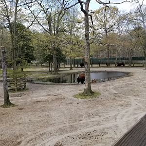 Cape May - American Bison