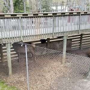 Cape May - Elk in with white-tailed deer