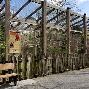 Cape May - Golden lion tamarin, common marmoset