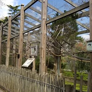Cape May - Golden lion tamarin, common marmoset
