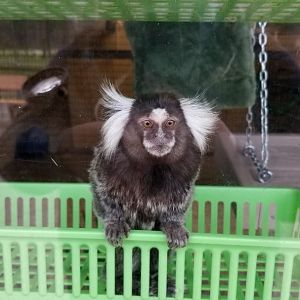 Cape May - Common marmoset