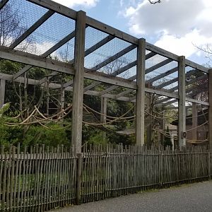 Cape May - Emperor tamarin