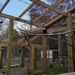 Cape May - Crested caracara