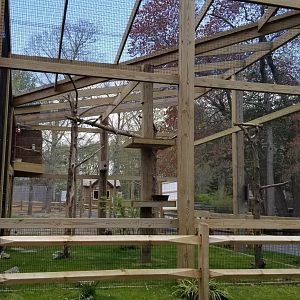 Cape May - Laughing Kookaburra