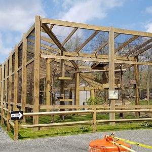 Cape May - Laughing Kookaburra