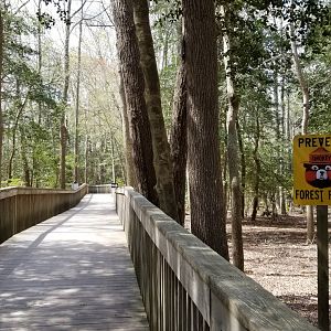 Cape May - Boardwalk to savanna