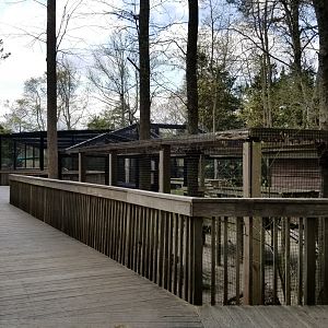 Cape May - Amur Leopard