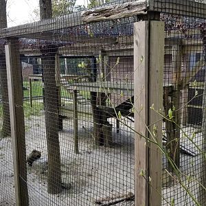 Cape May - Amur Leopard, old exhibit