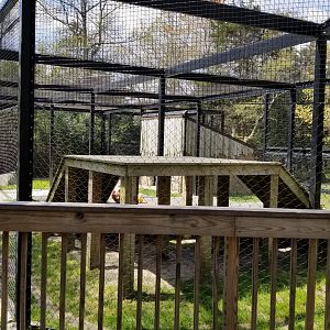 Cape May - Amur Leopard