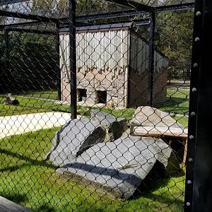 Cape May - Amur Leopard