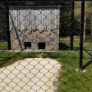 Cape May - Amur Leopard