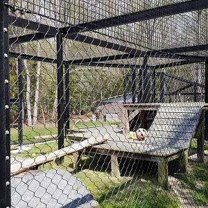 Cape May - Amur Leopard