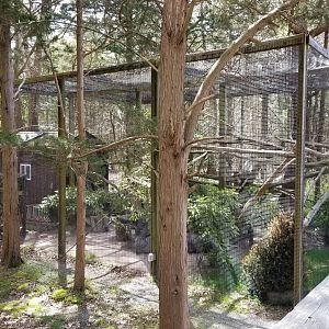 Cape May - Red Panda