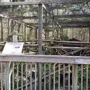 Cape May - Red Panda