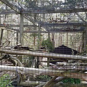 Cape May - Red Panda