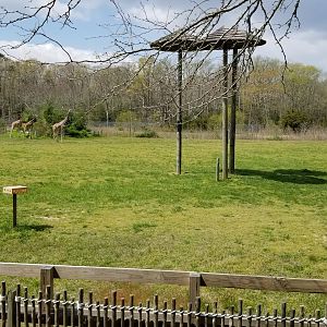 Cape May - Giraffes & ostriches