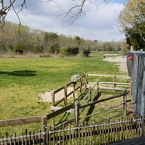 Cape May - Giraffes & ostriches, right end