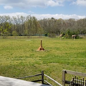 Cape May - Giraffes & ostriches