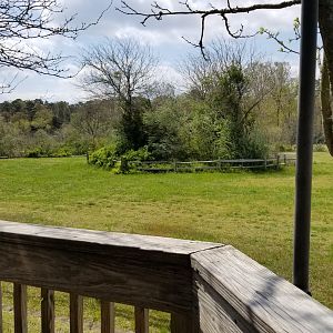 Cape May - Giraffes & ostriches