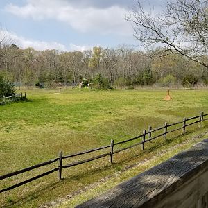 Cape May - Giraffes & ostriches