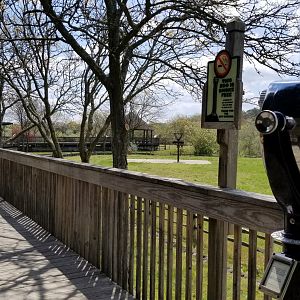 Cape May - Giraffes & ostriches