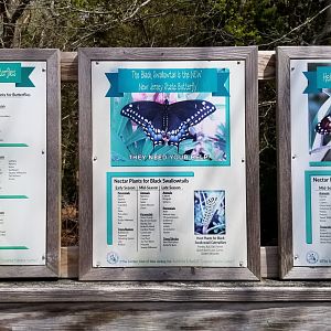 Cape May - Local butterflies signs