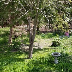 Cape May - Pollinator garden