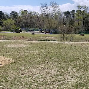 Cape May - Zebras in foreground, scimitar-horned oryx and ankole-watusi in background