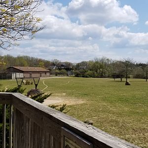 Cape May - Grant's Zebras