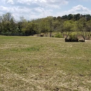 Cape May - Grant's Zebras