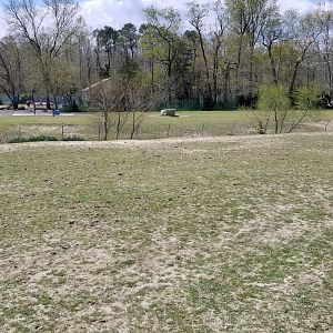 Cape May - Zebras in foreground, scimitar-horned oryx and ankole-watusi in background