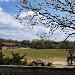 Cape May - Grant's Zebras