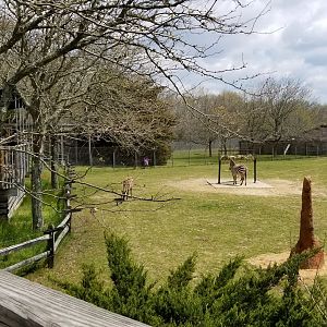 Cape May - Grant's Zebras