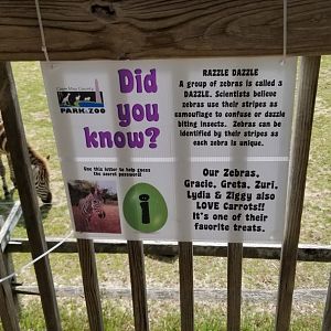 Cape May - Grant's Zebras