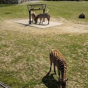 Cape May - Grant's Zebras