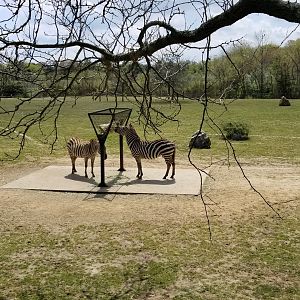 Cape May - Grant's Zebras