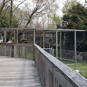 Cape May - Ring-tailed lemurs