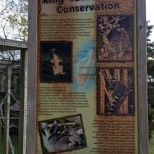 Cape May - Ring-tailed lemur