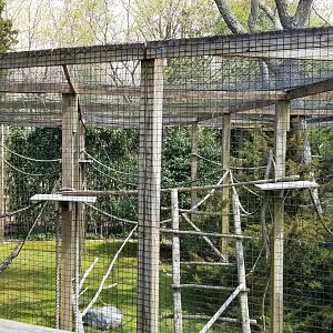 Cape May - Ring-tailed lemur