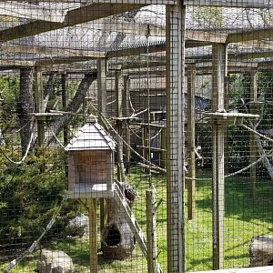 Cape May - Ring-tailed lemur