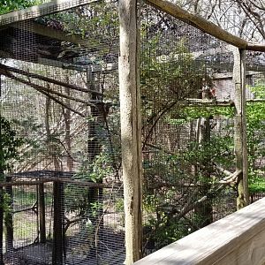 Cape May - Barred owl