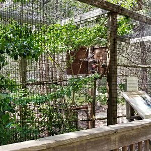 Cape May - Great horned owl