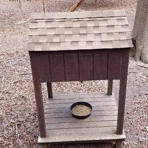 Cape May - Food for wild deer?