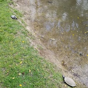 Cape May - Turtle ID? Capybara exhibit