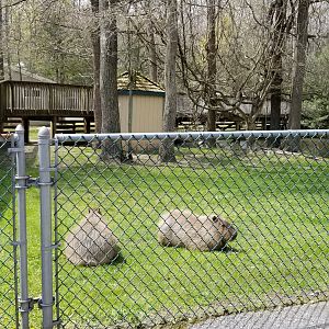 Cape May - Capybara