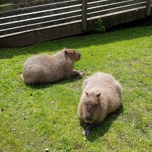 Cape May - Capybara