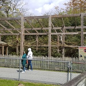 Cape May - Cotton-top tamarins
