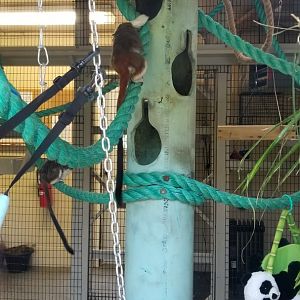 Cape May - Cotton-top tamarins