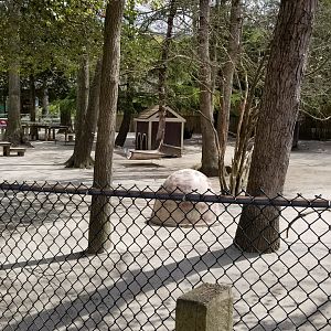 Cape May - Bennett's wallabies