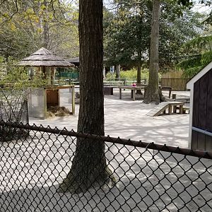 Cape May - Bennett's wallabies